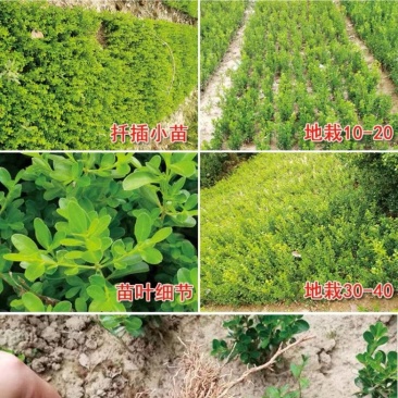 小叶黄杨苗瓜子黄杨树苗豆瓣黄杨苗床苗10-50公分河南货