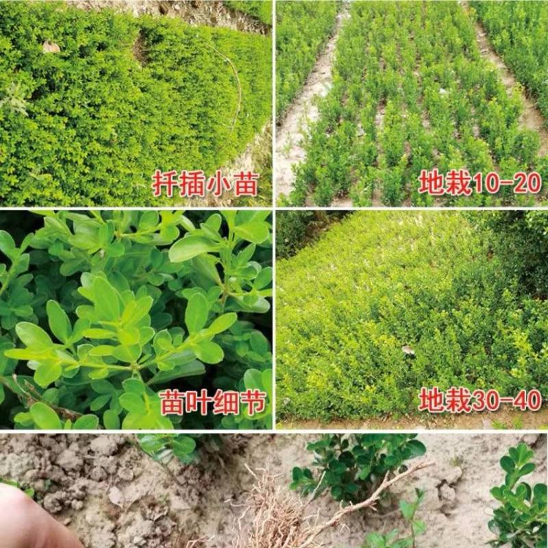 小叶黄杨苗瓜子黄杨树苗豆瓣黄杨苗床苗10-50公分河南货