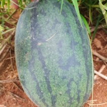精品黑美人西瓜大量上市。口感好。货源充足！