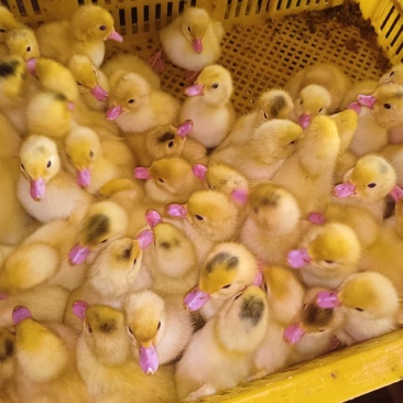 白色西洋鸭苗巜巴巴里