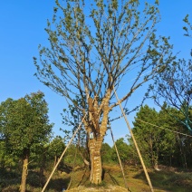 香樟，朴树，乌桕，榉树，榔榆