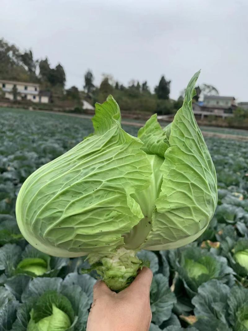 甘蓝种子松叶无腊粉颜色绿口感好耐热性强春夏秋可种脆