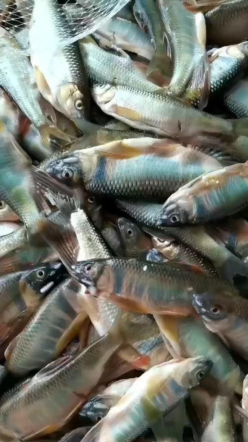 白鱼马口