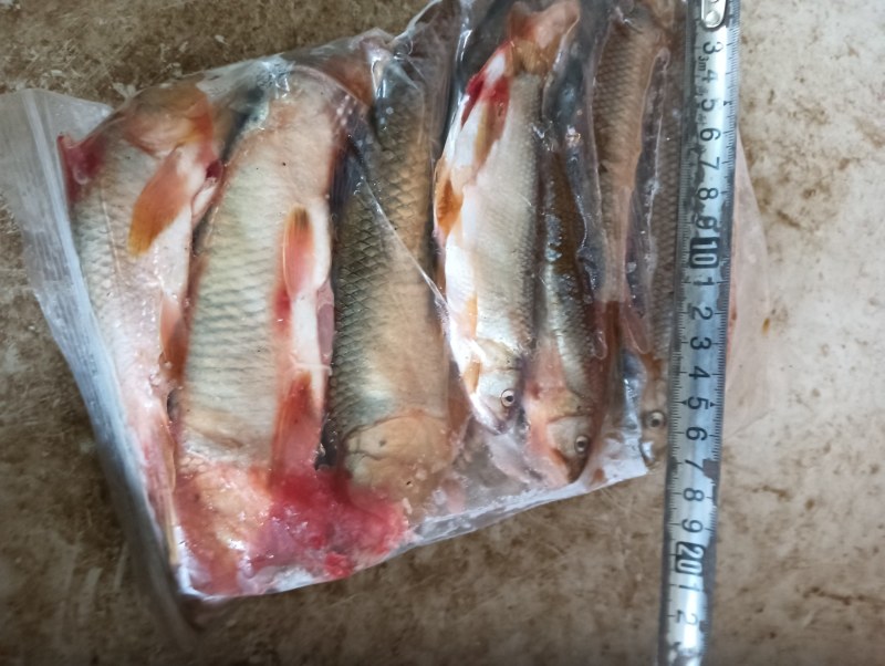 白鱼马口