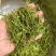 包邮安吉白茶今年新茶正宗安吉白茶黄金芽雨前茶叶高山绿茶