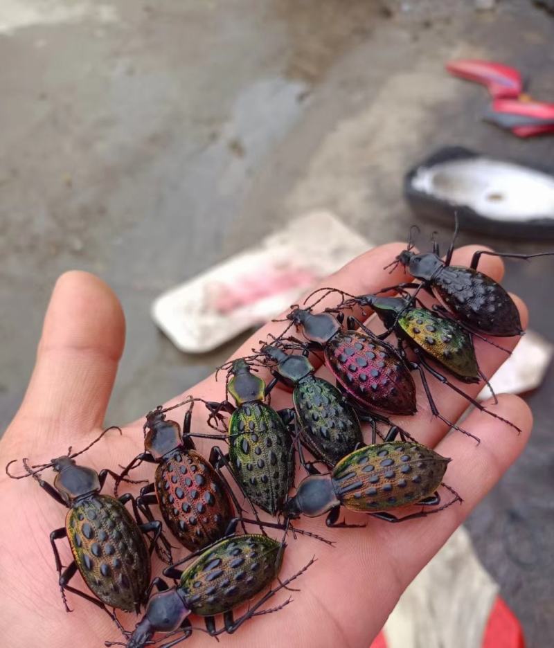各种昆虫