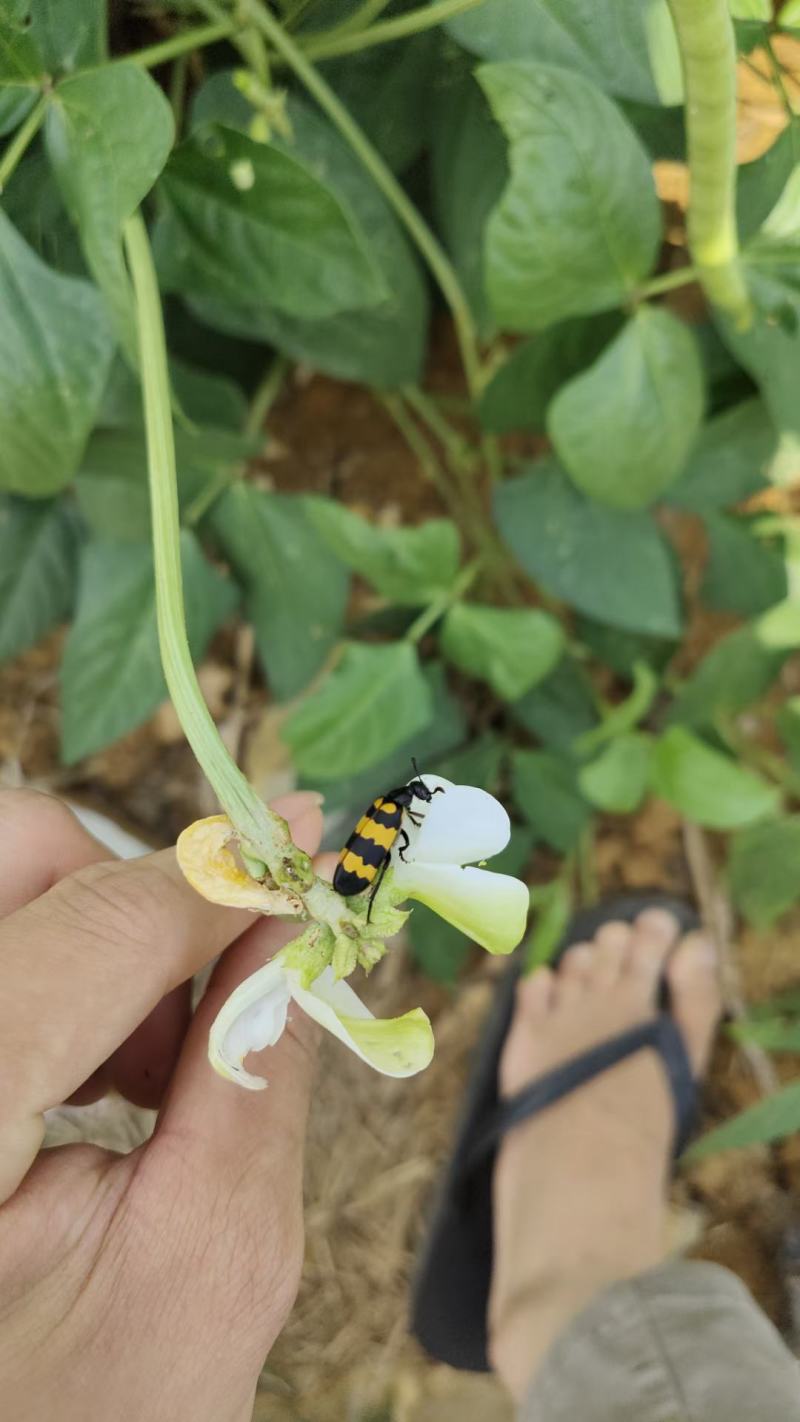 各种昆虫