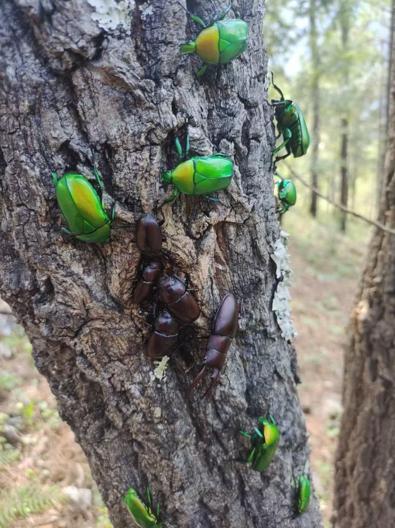 各种昆虫