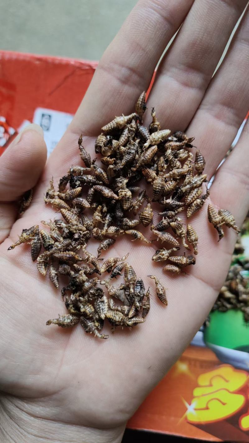 各种昆虫