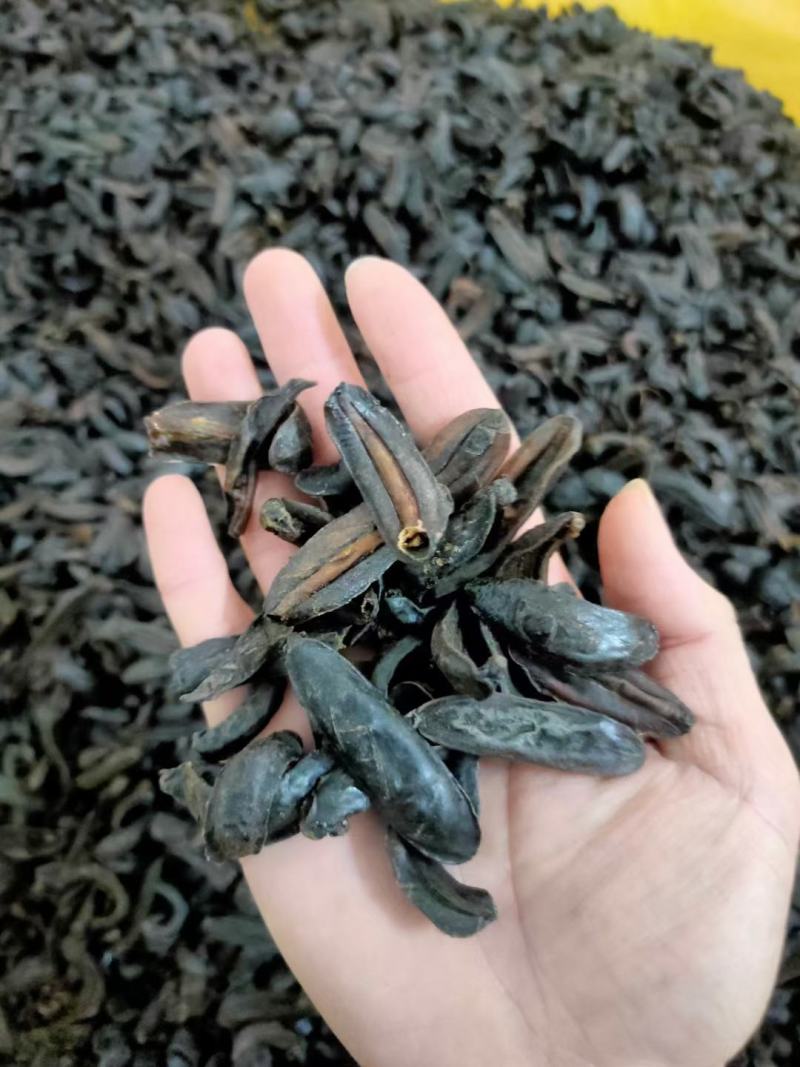 各种昆虫