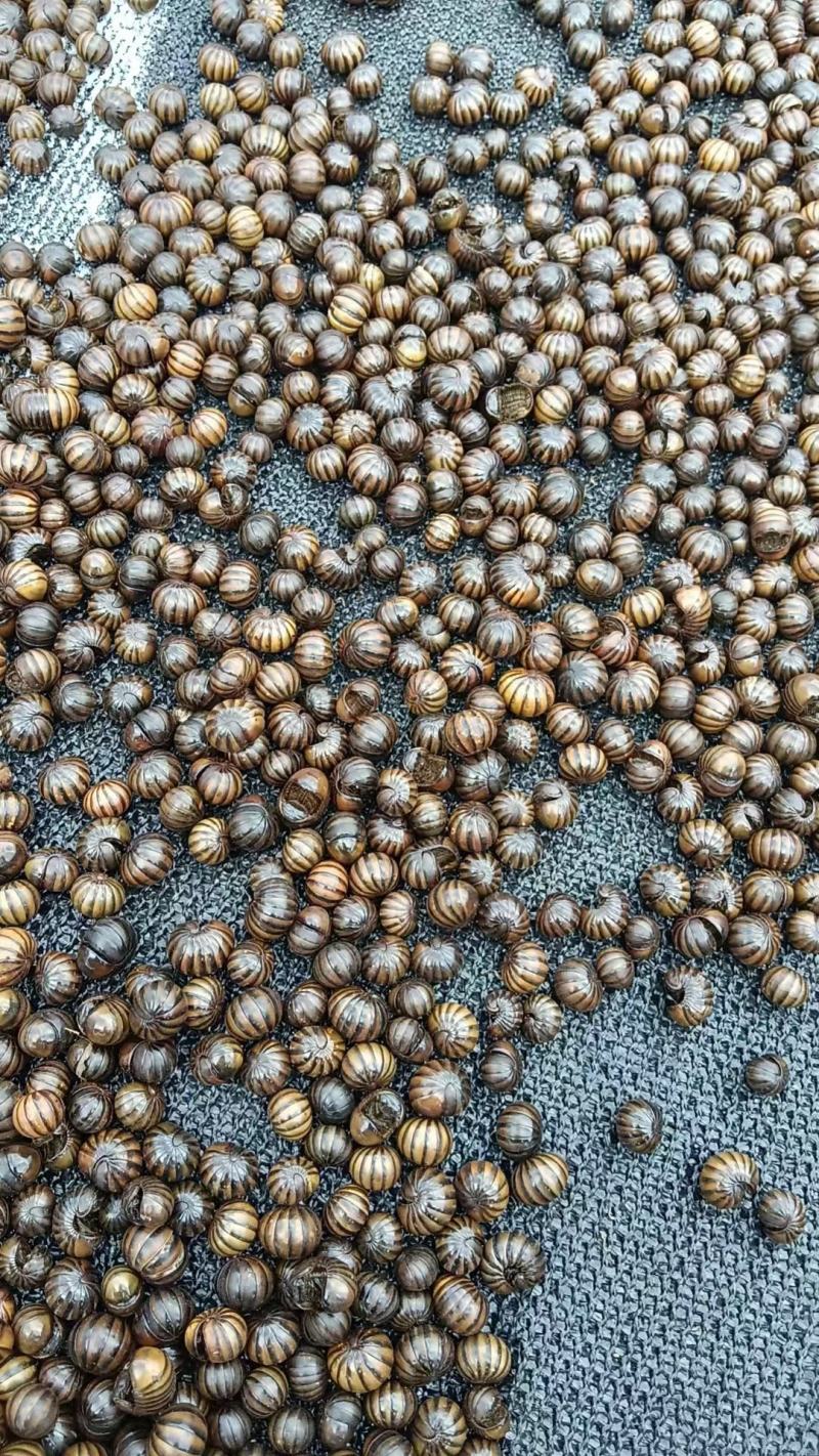 各种昆虫