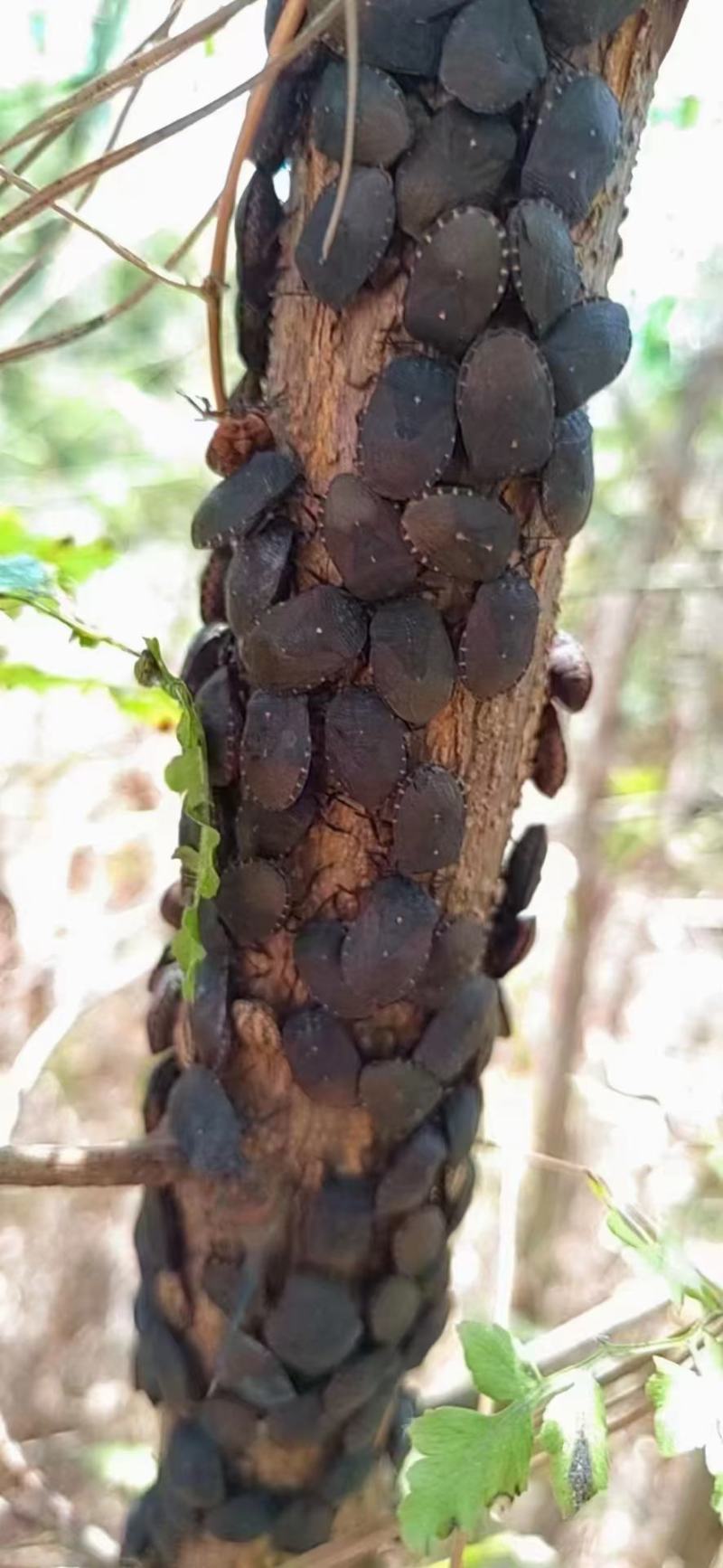 各种昆虫