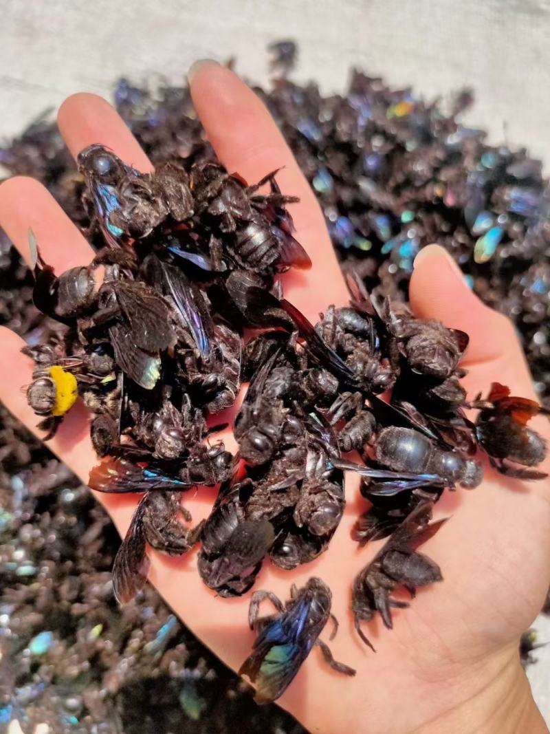 各种昆虫