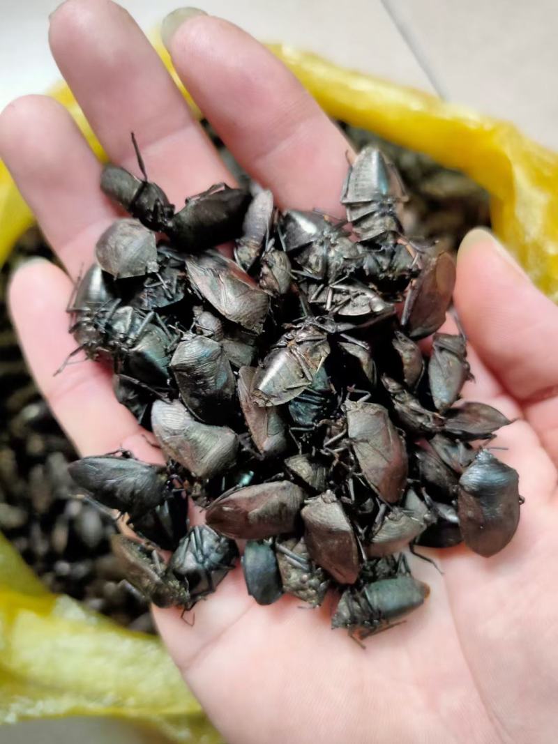 各种昆虫
