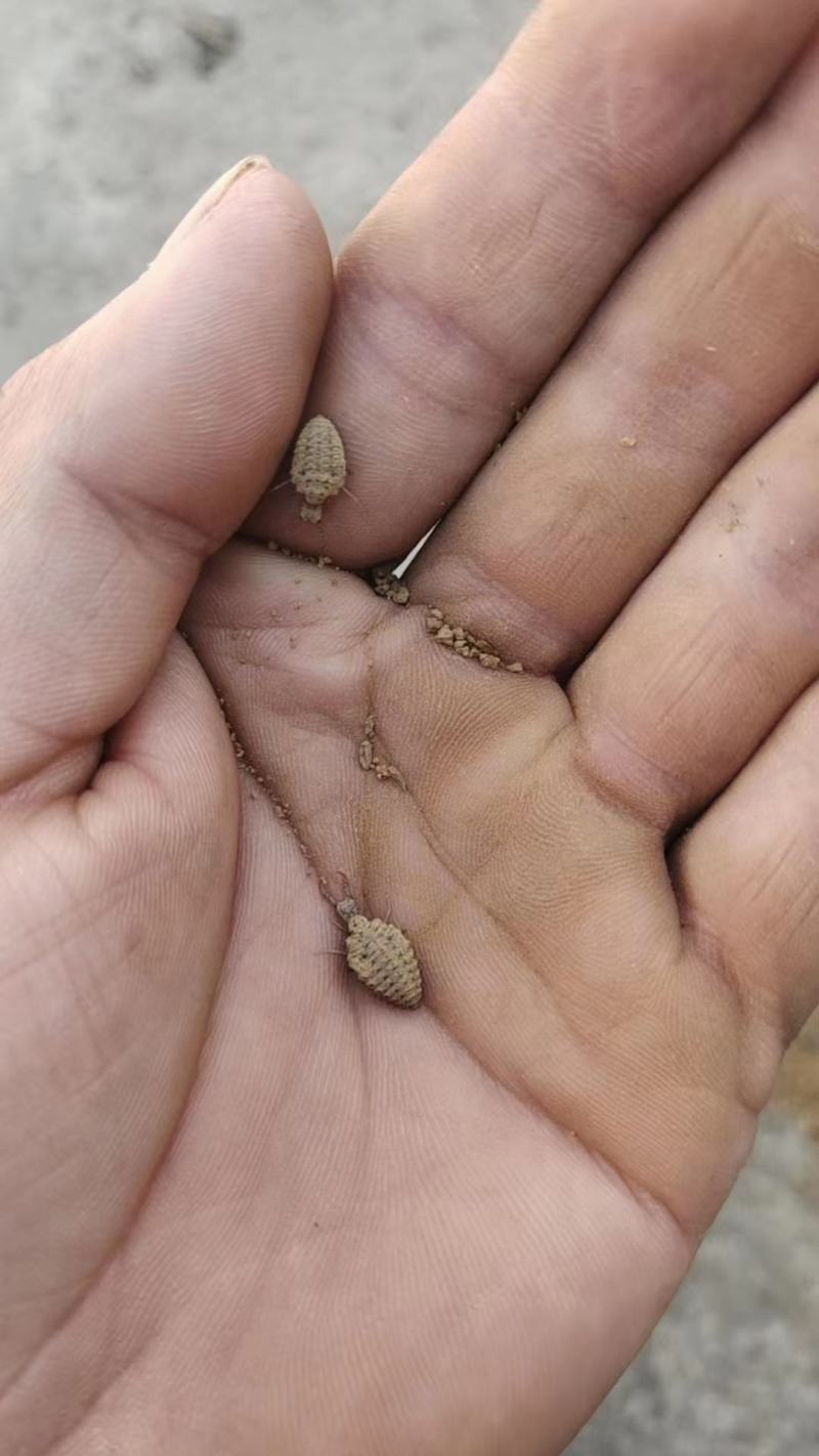 各种昆虫