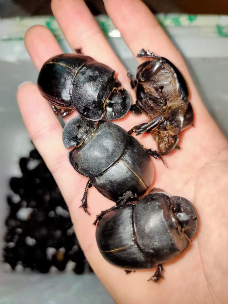 各种昆虫