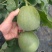 山东昌乐绿宝甜瓜一级货什么规格都有大量供应欢迎合作