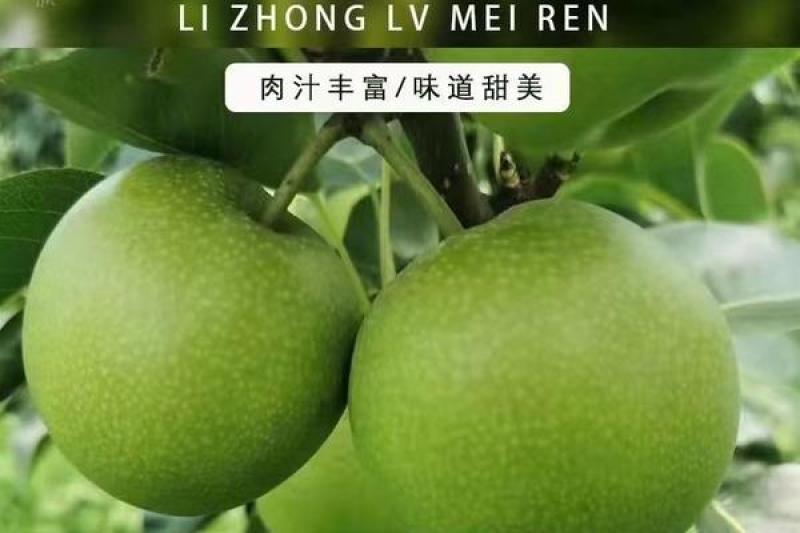 苏脆一号，早上市，青梨，皮薄肉细，甜度高，果面干净。