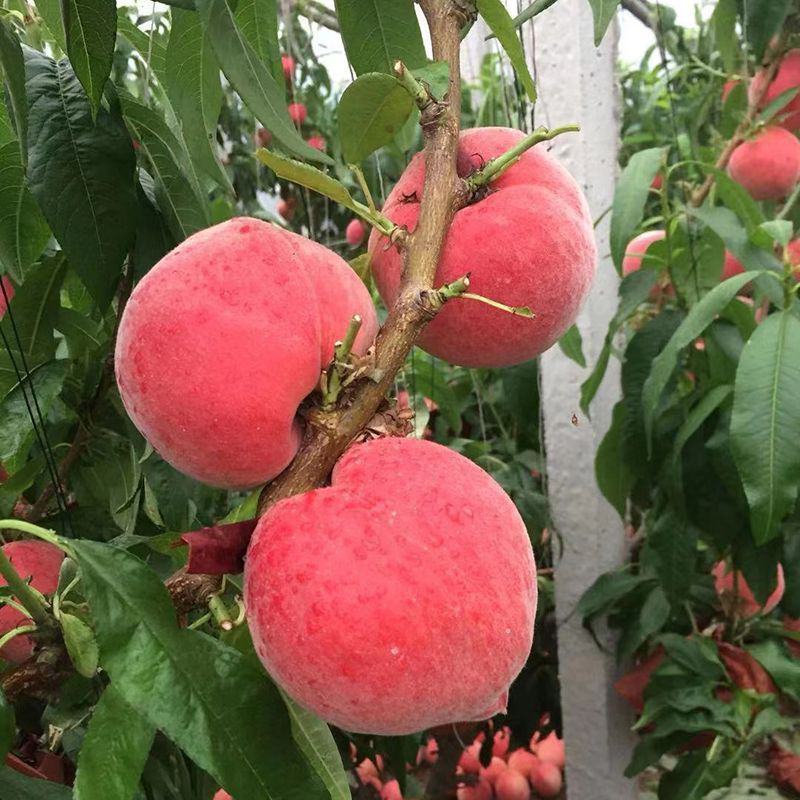【爆甜】桃子新鲜水蜜桃5斤脆甜毛桃应季水果红桃包邮