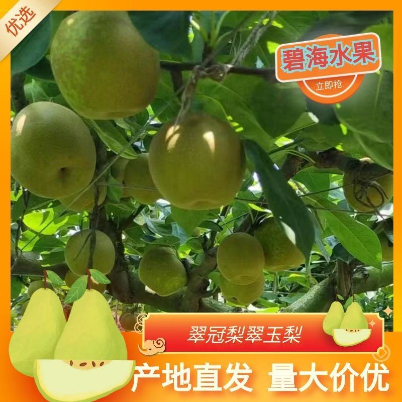 【精品】翠冠梨翠玉梨产地直发视频看货