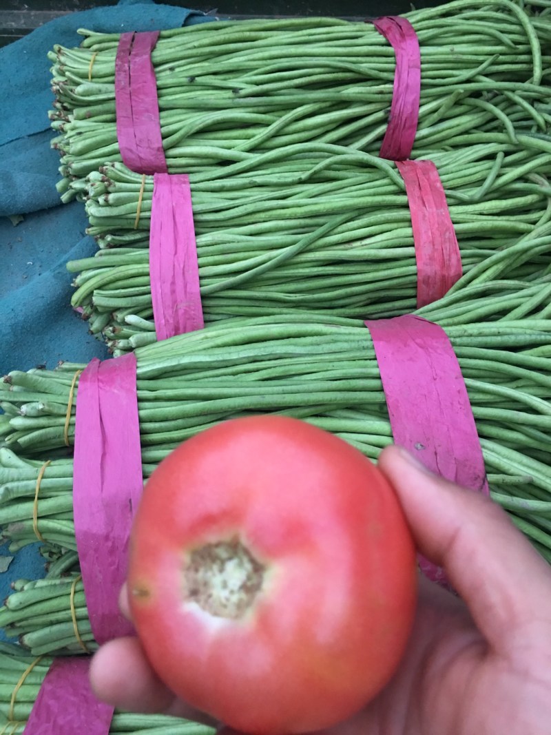 河南精品硬粉西红柿，大量上市了，产地直供，一手货源