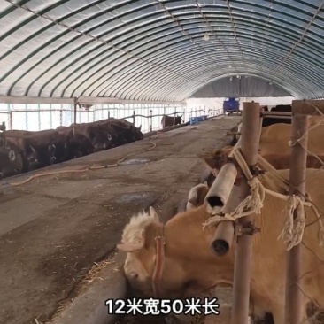 养羊钢架棚养猪温室大棚水产养殖钢架棚全国发货