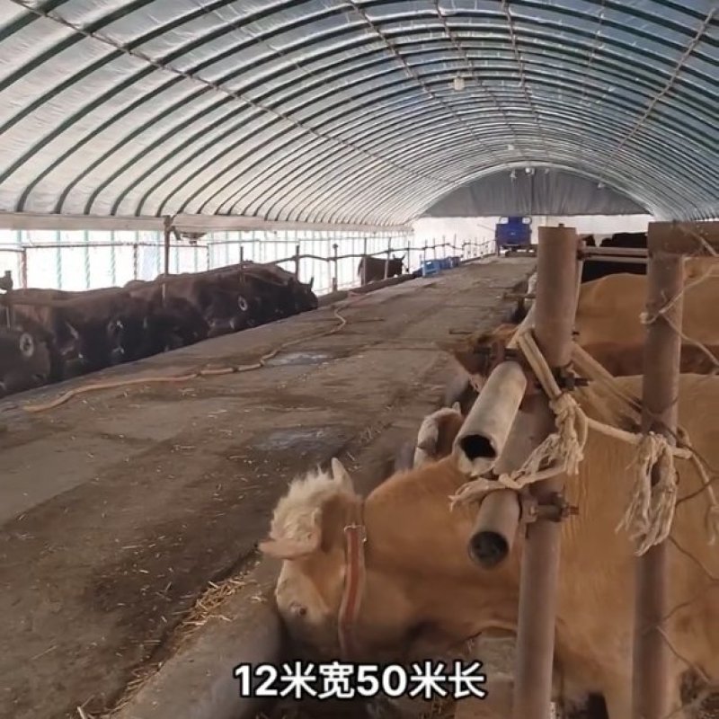 养羊钢架棚养猪温室大棚水产养殖钢架棚全国发货
