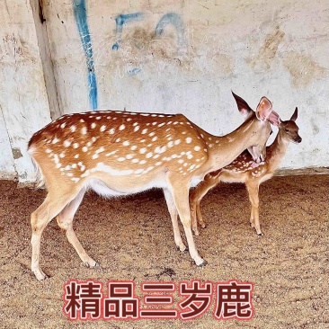 头产母鹿个个怀孕率高养殖梅花鹿不分地域
