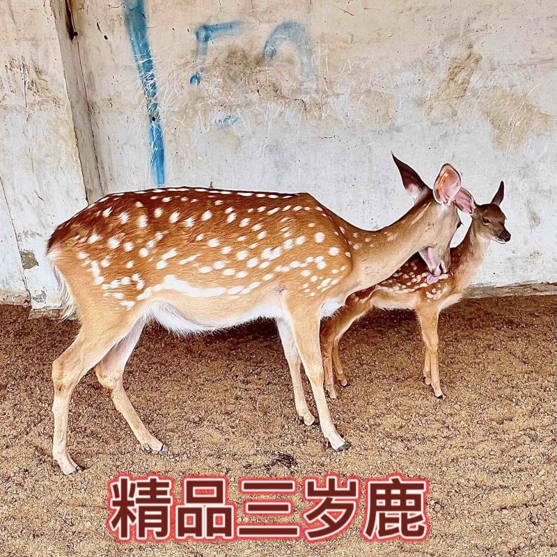 头产母鹿个个怀孕率高养殖梅花鹿不分地域