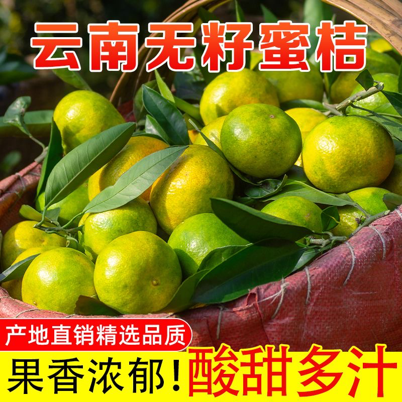 云南早熟蜜橘特早蜜橘产地供应电商欢迎全国朋友来咨询采购
