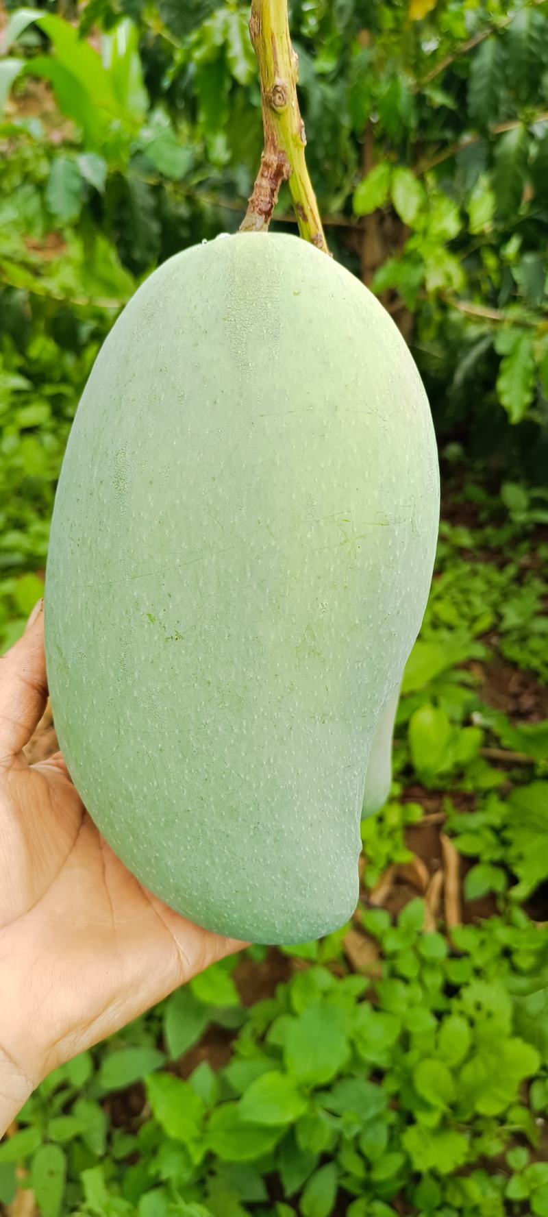 芒果原产地出售澳芒