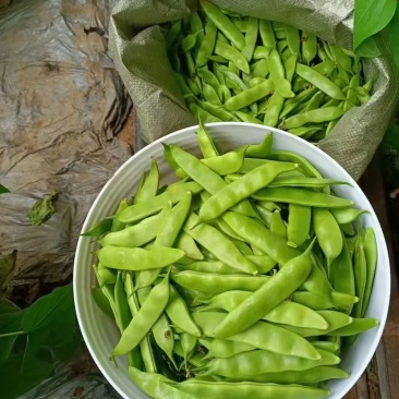 吉林油豆角之乡万亩基地欢迎全国老板前来考察