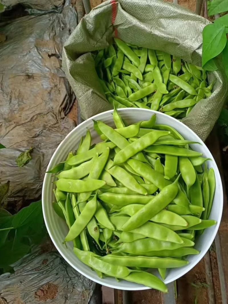 吉林油豆角之乡万亩基地欢迎全国老板前来考察