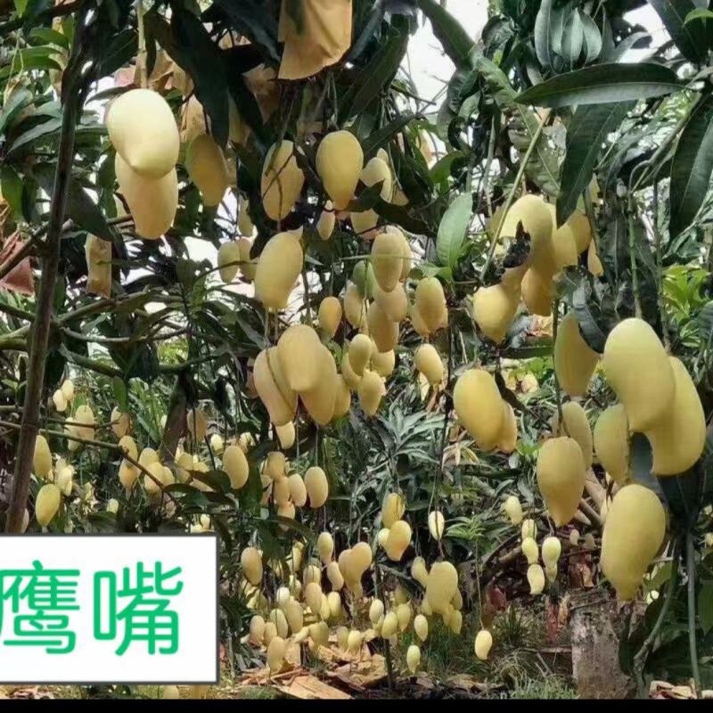 芒果原产地出售澳芒