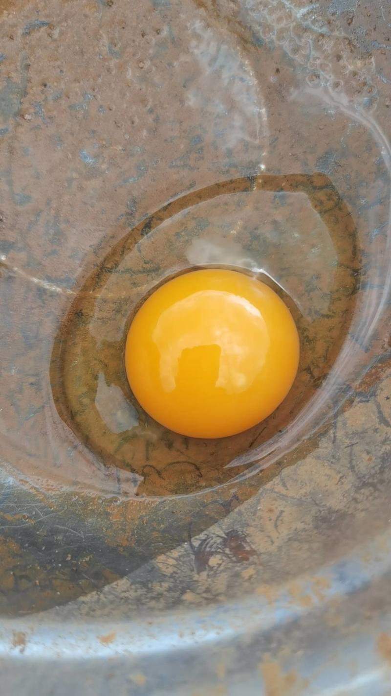 散养初生蛋土鸡蛋品质保证原产地发货精品鸡蛋