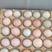 散养初生蛋土鸡蛋品质保证原产地发货精品鸡蛋