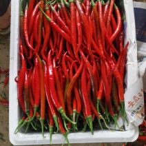 红线椒
