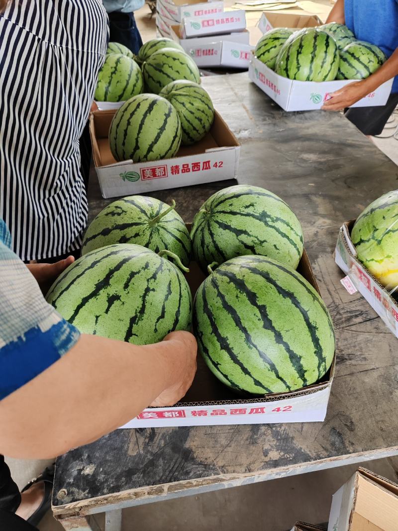 湖北露天京杂/京源西瓜，规格7～13，糖分12.5以上。