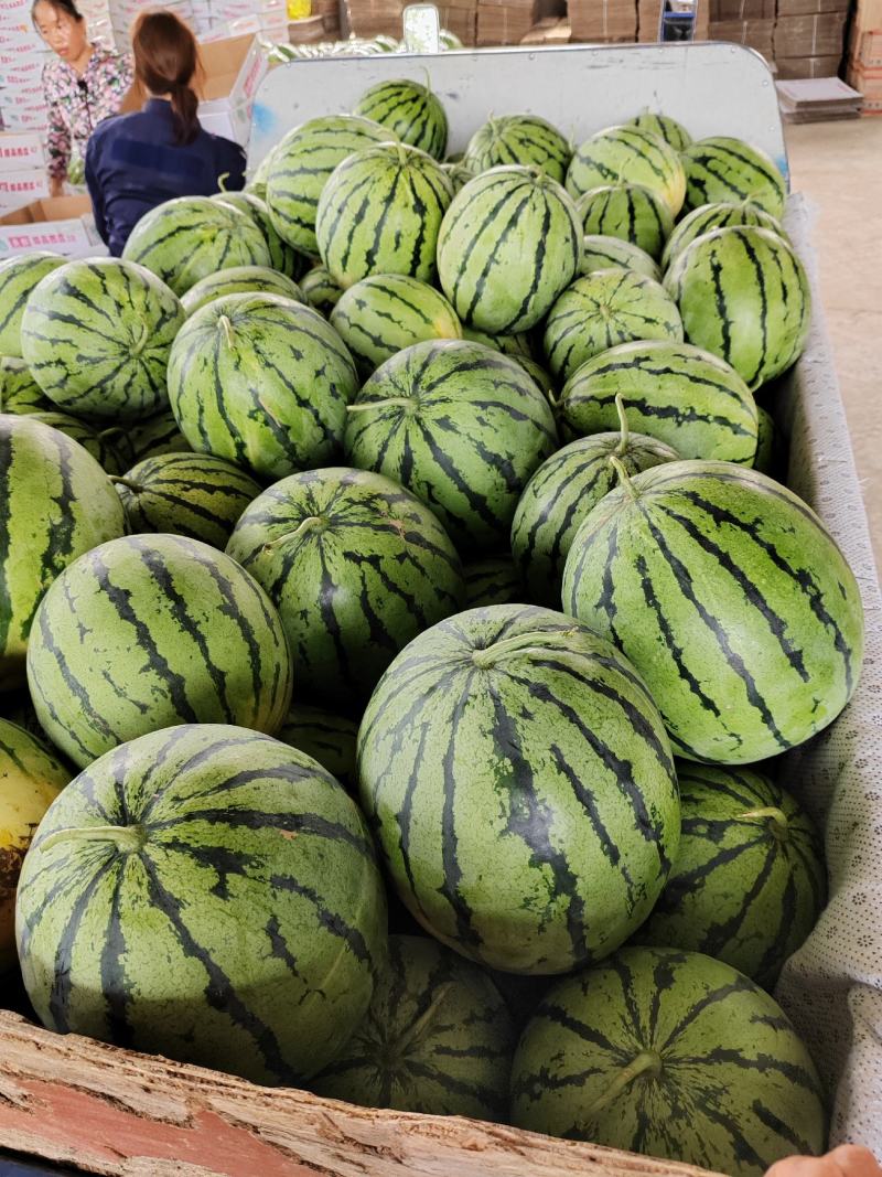 湖北露天京杂/京源西瓜，规格7～13，糖分12.5以上。