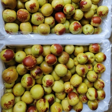 大荔冬枣