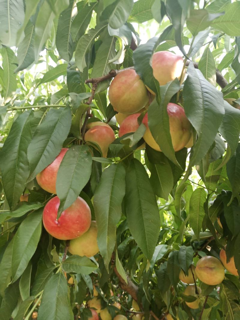 中油油桃