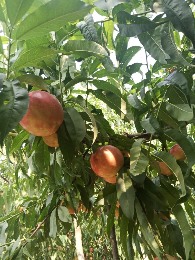 中油油桃