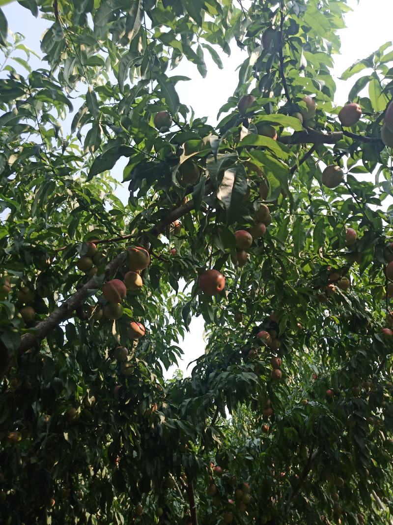 中油油桃