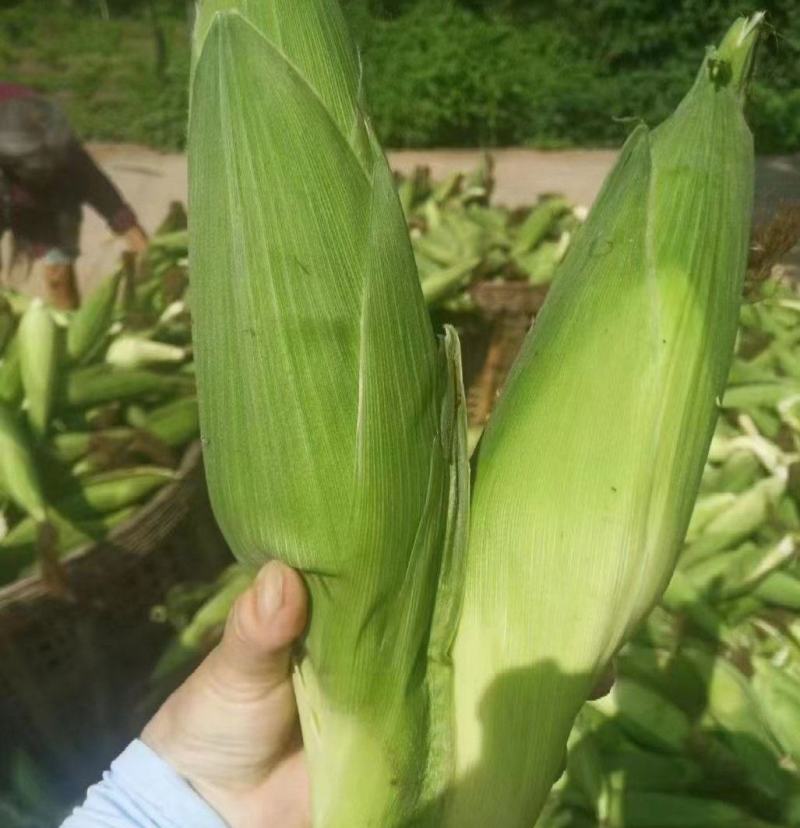 玉米甜玉米糯玉米花糯产地品种多多货源充足保质保量
