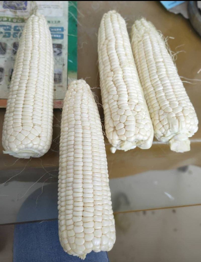 玉米甜玉米糯玉米花糯产地品种多多货源充足保质保量