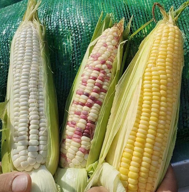 玉米甜玉米糯玉米花糯产地品种多多货源充足保质保量
