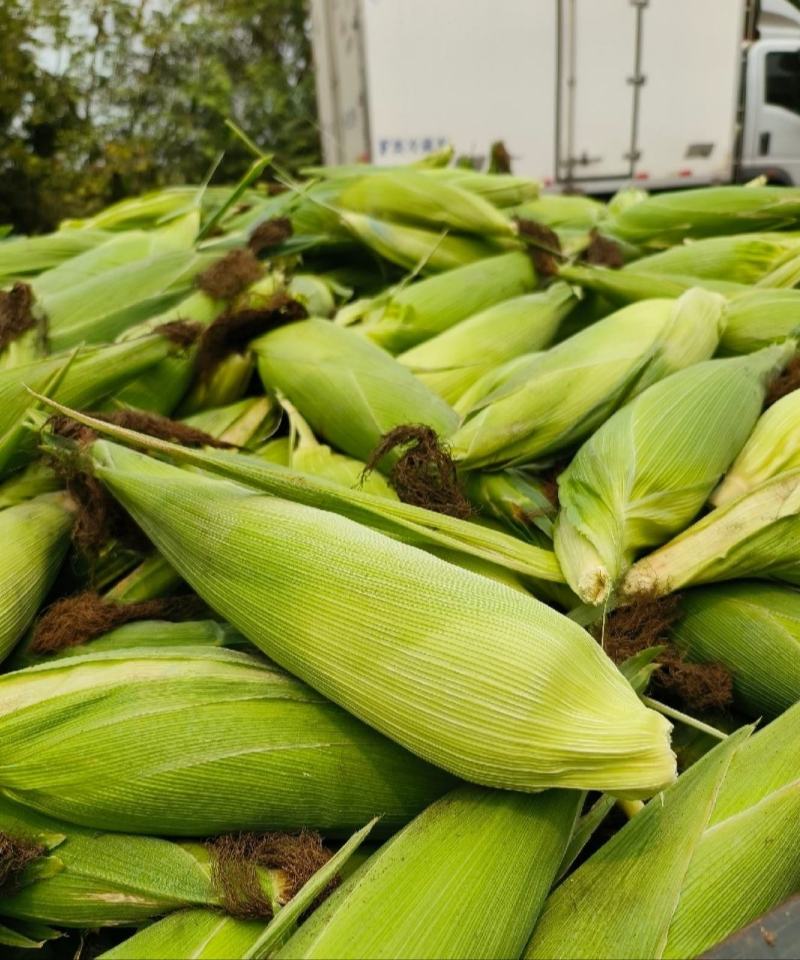 玉米甜玉米糯玉米花糯产地品种多多货源充足保质保量