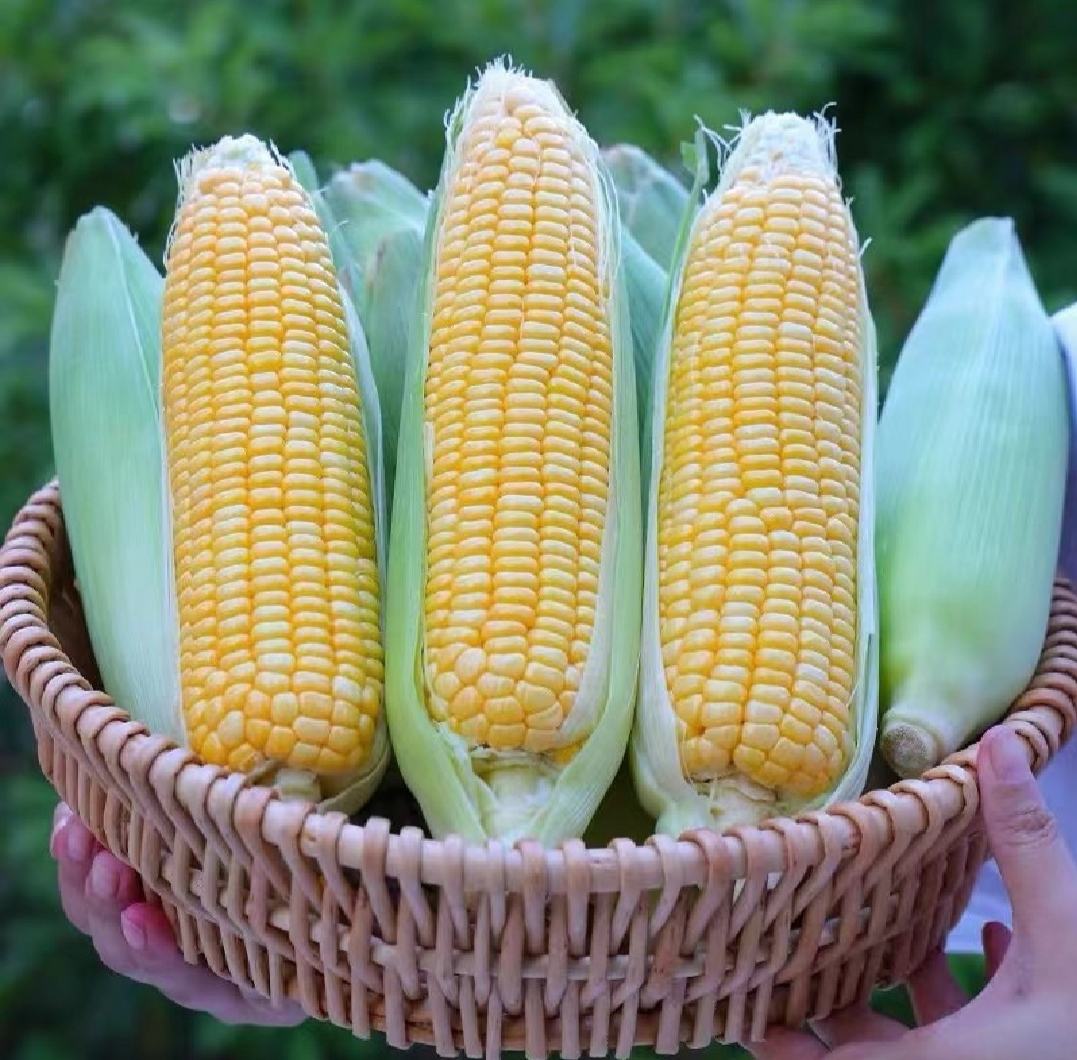 由甜玉米杆制成的手工篮子和环保包装盒陈列展示 甜玉米杆手工制品展示图