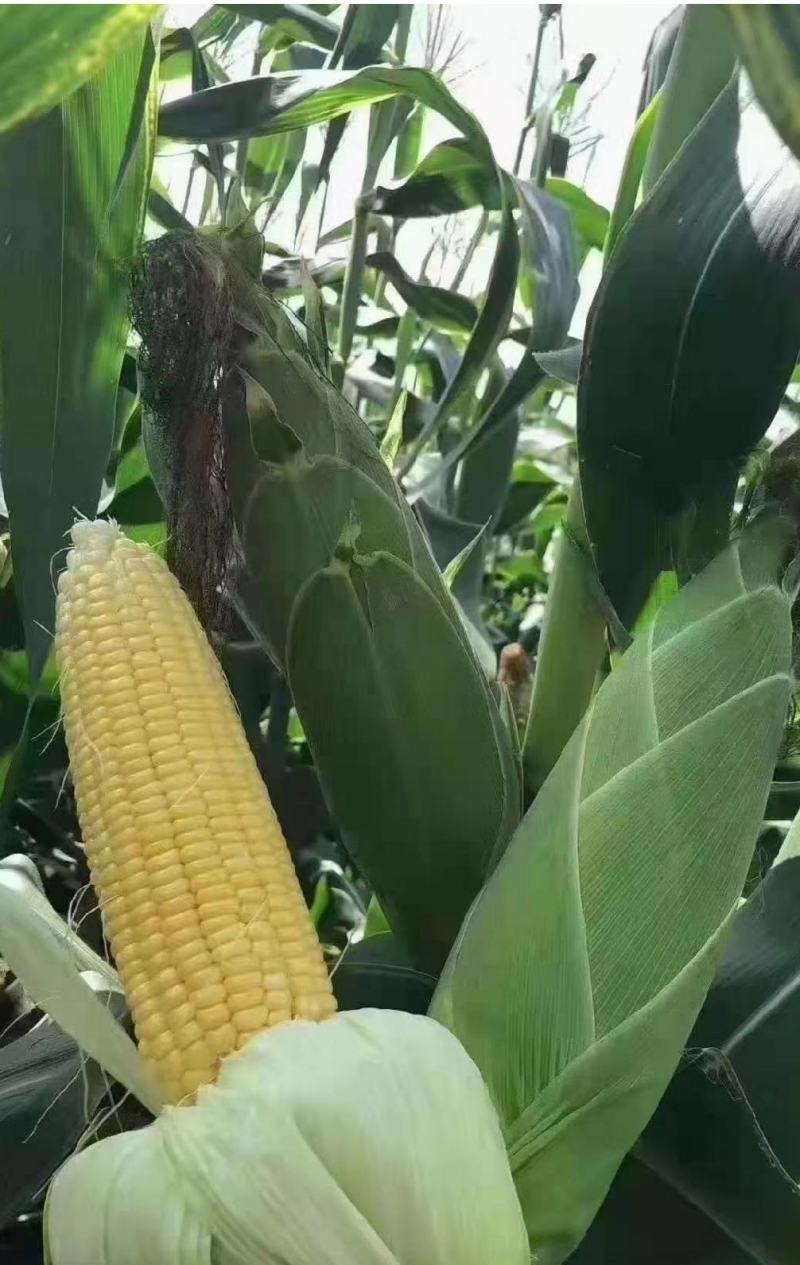 玉米甜玉米糯玉米花糯产地品种多多货源充足保质保量