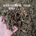[热卖]福建厦门水蜜桃花果香红茶红茶茶叶厂家批发